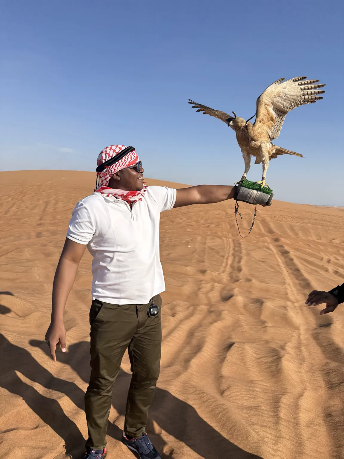 Rencontre avec un faucon dans les dunes de Dubaï